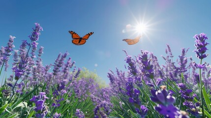 butterfly on lavender field