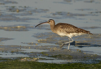 Whimbrel in the morning hours at mameer coast during low tide, Bahrain