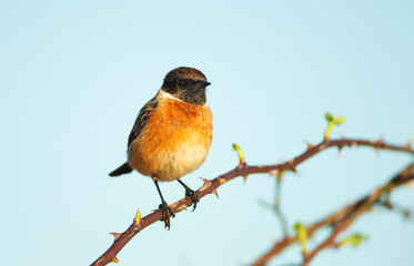 European stonechat perching on a tree branch in spring
