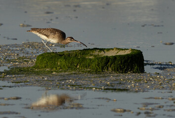 Whimbrel feeding near a tyre covered with weed at mameer coast during low tide, Bahrain