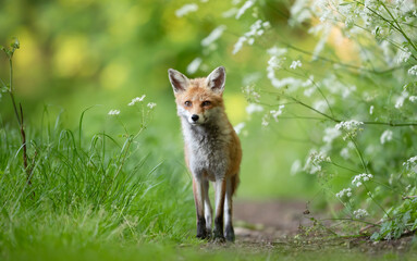 Portrait of a red fox cub standing in a meadow - obrazy, fototapety, plakaty