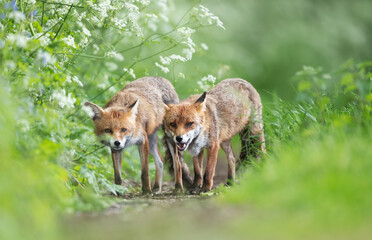 Fototapeta premium Close-up of two red foxes standing in a meadow in spring