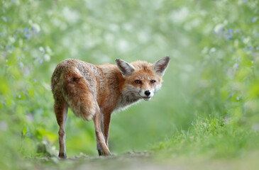 Fototapeta premium Portrait of a red fox cub standing in a meadow