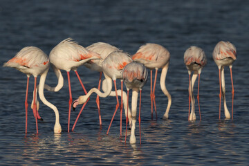 A flock of Greater Flamingos feeding at Eker creek in the morning, Bahrain