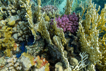 Underwater world with coral  and tropical fish.