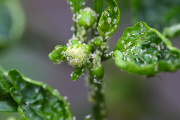 Glasshouse potato aphid Aulacorthum solani. Pests on peppers, mainly buds and flowers in the...