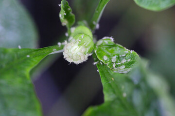 Glasshouse potato aphid Aulacorthum solani. Pests on peppers, mainly buds and flowers in the...