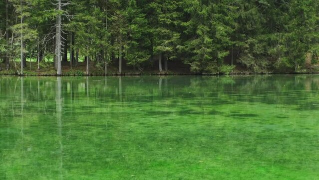 Forest lake view at springtime. Trees reflects in calm green water. Peaceful landscape, 4k
