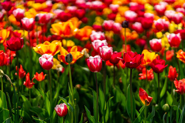 spring colorful tulips blooming in the citadel park in Poznan