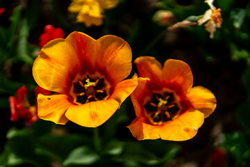 spring colorful tulips blooming in the citadel park in Poznan