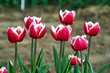 red and white blooming tulip flowers in the garden in spring
