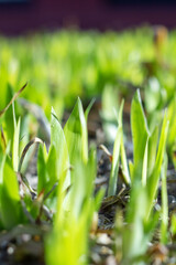Green small grass sprouts in early spring