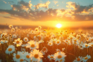 Poster Summer spring landscape chamomile field at sunset or dawn © Michael