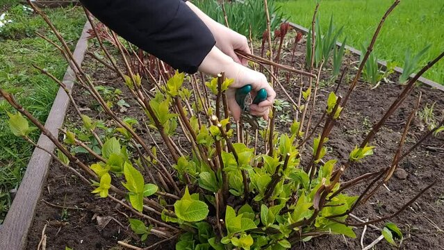 Spring pruning with hand pruning shears of a tree hydrangea bush in the garden