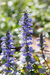 西洋十二単（セイヨウジュウニヒトエ）