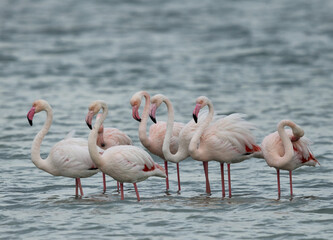 A flock of Greater Flamingos at Mameer coast in the morning, Bahrain