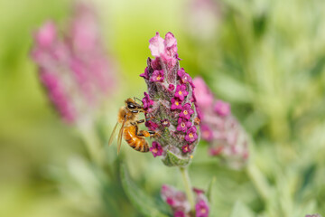 蜜蜂とラベンダー