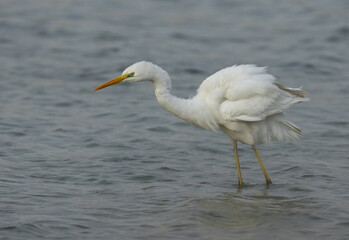 Great Egret at mameer coast of Bahrain