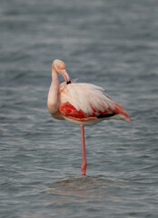 Greater Flamingo preening at Eker creek in the morning, Bahrain
