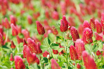 クリムゾンクローバーの赤い花