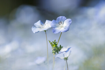 青いネモフィラ