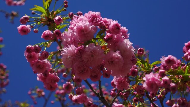 UHD relax video with a branch of cherry blossom