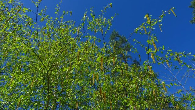 UHD relax video with birch branches