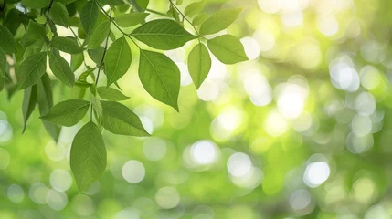 Foto op Plexiglas   A tight shot of a sunlit green tree branch, leaves translucent with light, hazy backdrop © Jevjenijs