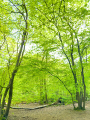 Obraz premium Spring in a hornbeam wood, London, UK