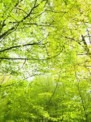 Spring in a hornbeam wood, London, UK