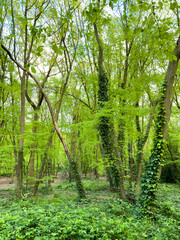 Obraz premium Spring in a hornbeam wood, London, UK
