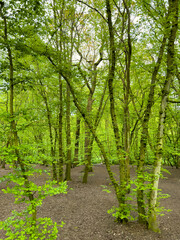 Spring in a hornbeam wood, London, UK