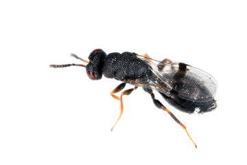 Parasitic, parasitoid wasp. A small hymenopteran whose larvae eat other insects.
