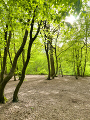 Spring in a hornbeam wood, London, UK