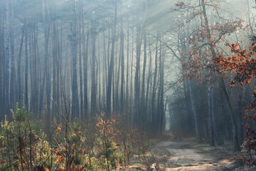 Beautiful sun rays in the morning foggy forest. Dirt road through pine forest