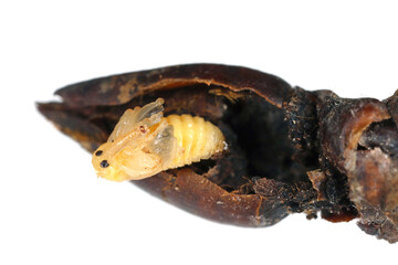 Pear weevil or pear blossom weevil (Anthonomus piri). A pest of pear trees that destroys buds. Pupa...