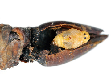 Pear weevil or pear blossom weevil (Anthonomus piri). A pest of pear trees that destroys buds. Pupa removed from the flower bud of pear tree.