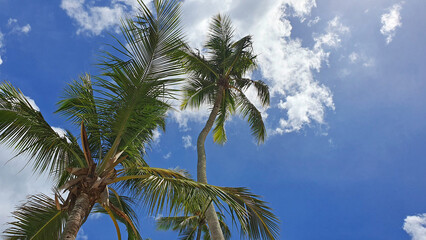 Tropical coconut palm trees with clear blue sky as copy space background.