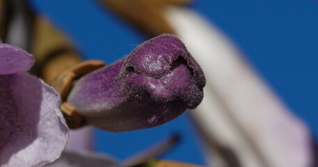 Paulownia tomentosa or imperial tree