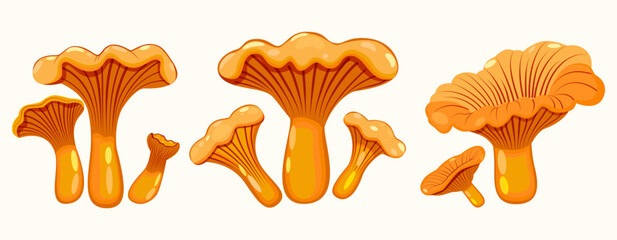 Set of light orange chanterelle mushrooms. Common or real chanterelle. Close-up. Vector. Spring-autumn season.