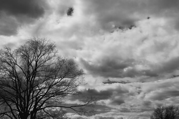 印象的な雲と大きな木