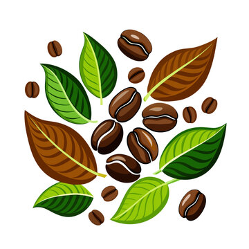 coffee grains seeds with green leaves on white background
