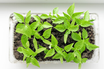 Pepper seedlings in a plastic container on the windowsill