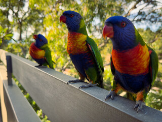 Rainbow Lorikeet Parrot. Birds of Australia