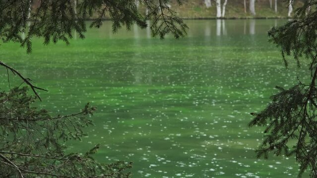 Drops of rain on forest lake. Trees and in calm green water, 4k