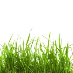 Fototapeta premium Green grass (transparent)