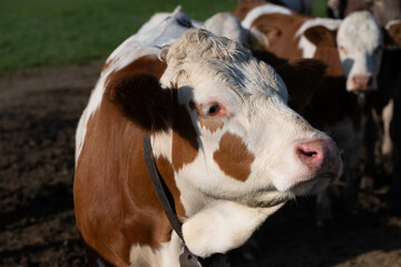 Close-up and a portrait of a brown and white spotted cow standing in front of other cows. The cow...