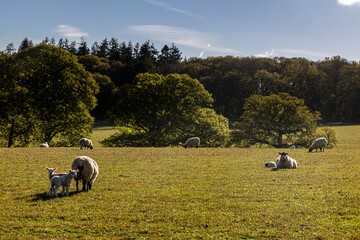 An idyllic springtime view of sheep and lambs in the sunshine