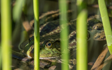 American Bullfrog adult male ambush hunting. Ed R. Levin County Park, Santa Clara County, California.