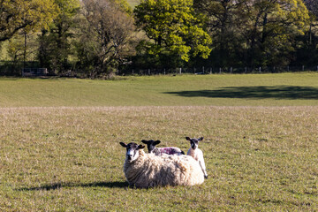 Two lambs with their mother in a field in rural Sussex, on a sunny spring day